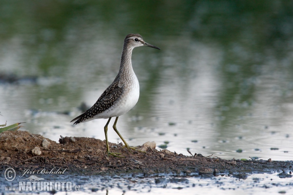 Wood Sandpiper (Tringa glareola)