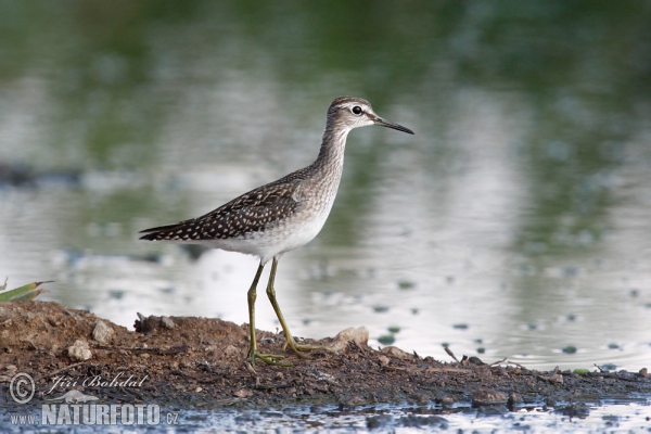 Wood Sandpiper (Tringa glareola)