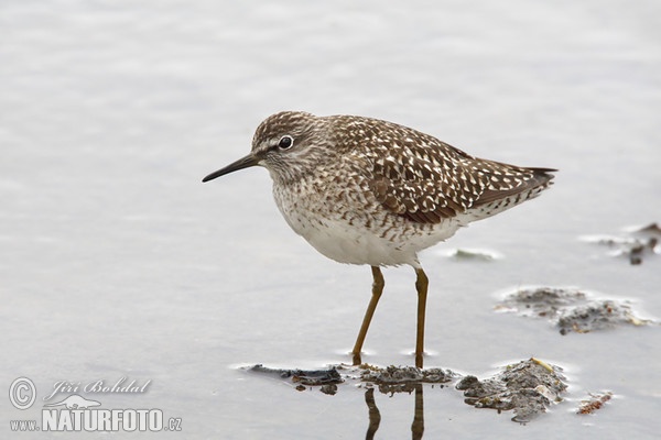 Wood Sandpiper (Tringa glareola)