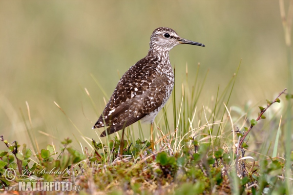 Wood Sandpiper (Tringa glareola)