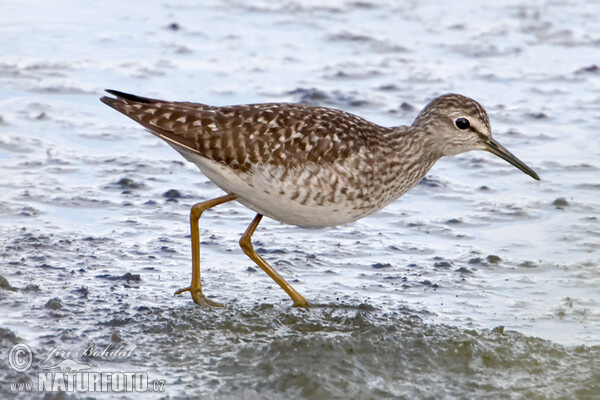 Wood Sandpiper (Tringa glareola)