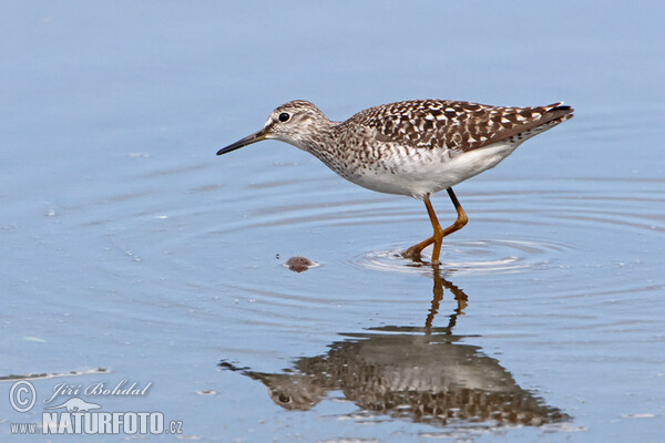 Wood Sandpiper (Tringa glareola)