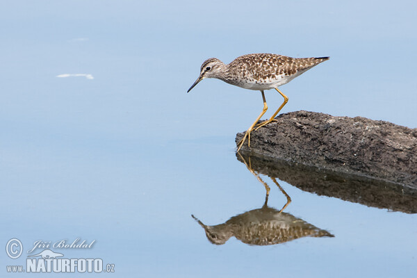 Wood Sandpiper (Tringa glareola)