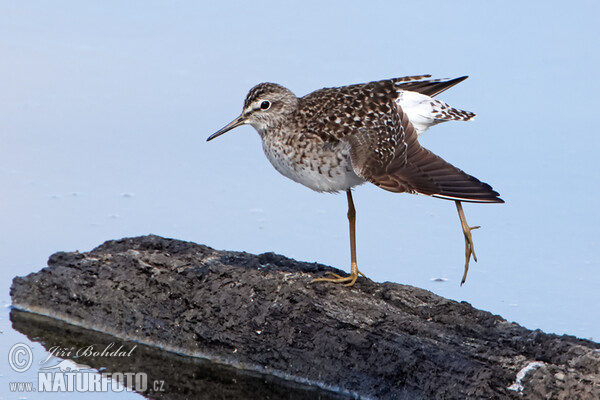 Wood Sandpiper (Tringa glareola)