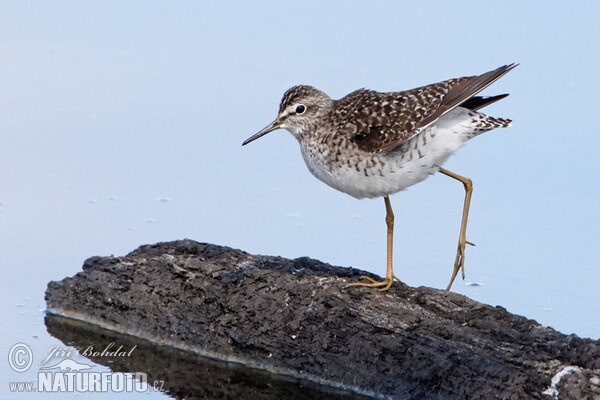 Wood Sandpiper (Tringa glareola)