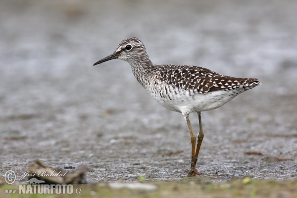 Wood Sandpiper (Tringa glareola)