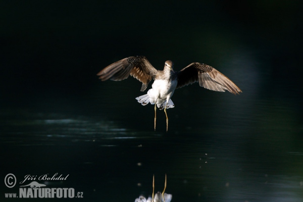 Wood Sandpiper (Tringa glareola)