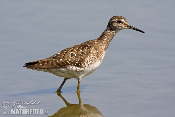 Wood Sandpiper (Tringa glareola)