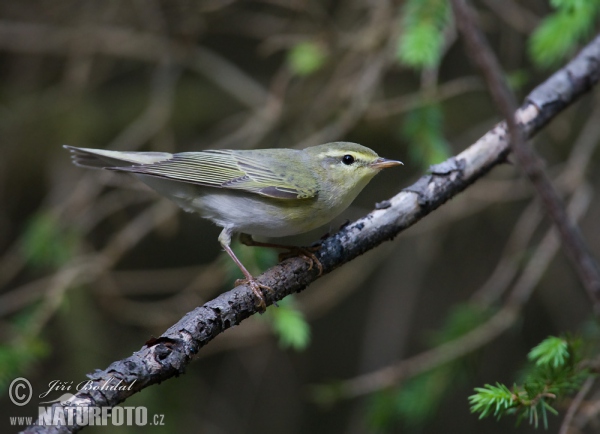 Wood Warbler (Phylloscopus sibilatrix)