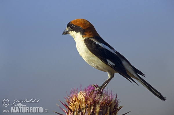 Woodchat Shrike (Lanius senator)