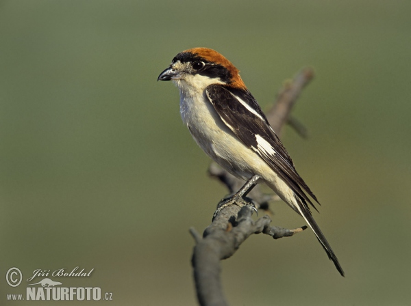 Woodchat Shrike (Lanius senator)