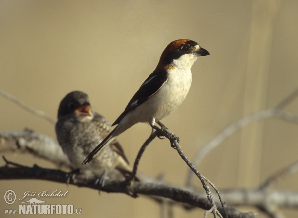 Woodchat Shrike (Lanius senator)