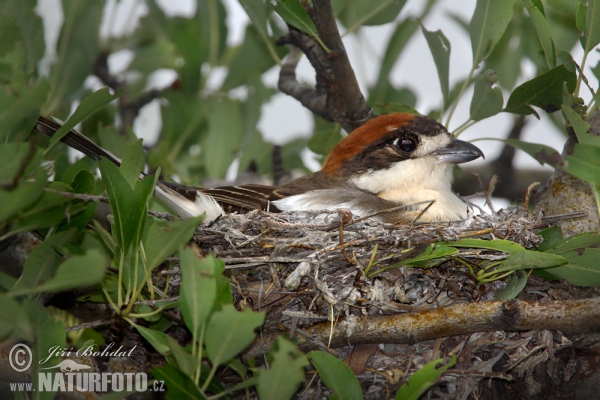 Woodchat Shrike (Lanius senator)