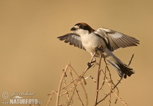 Woodchat Shrike (Lanius senator)