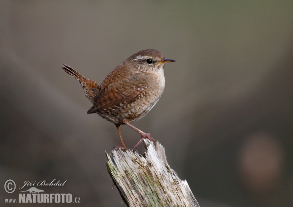 Wren (Troglodytes troglodytes)