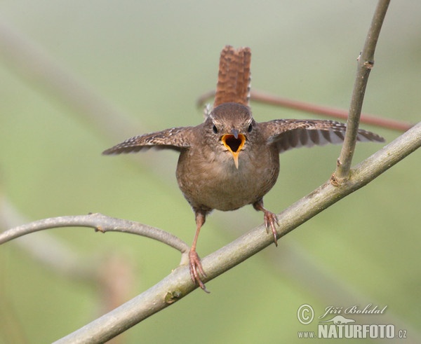 Wren (Troglodytes troglodytes)