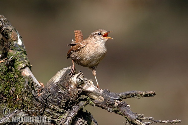 Wren (Troglodytes troglodytes)