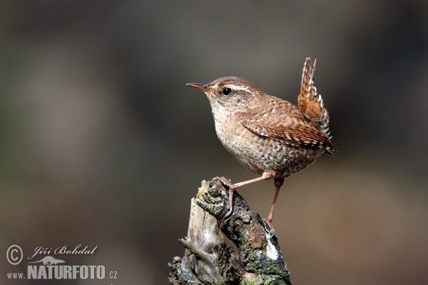 Wren (Troglodytes troglodytes)