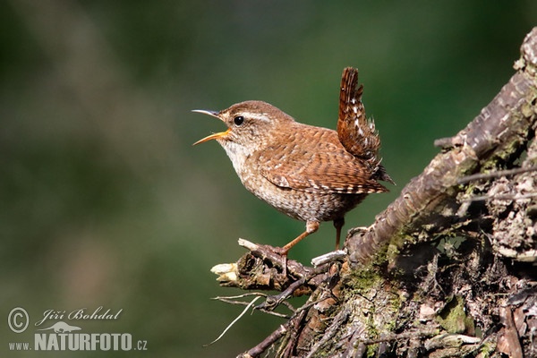 Wren (Troglodytes troglodytes)