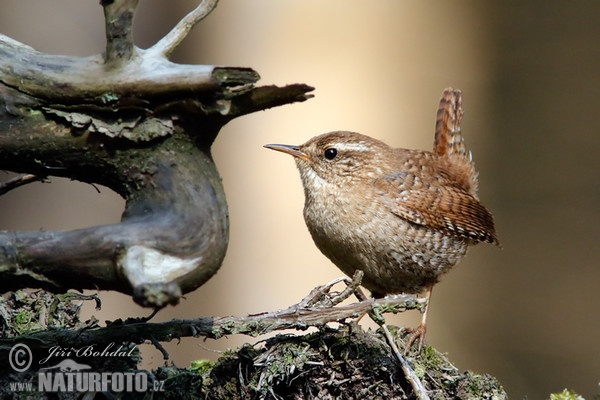 Wren (Troglodytes troglodytes)