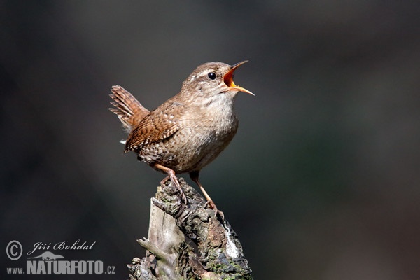 Wren (Troglodytes troglodytes)