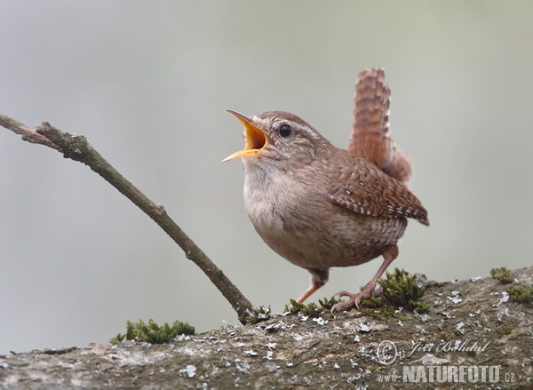 Wren (Troglodytes troglodytes)