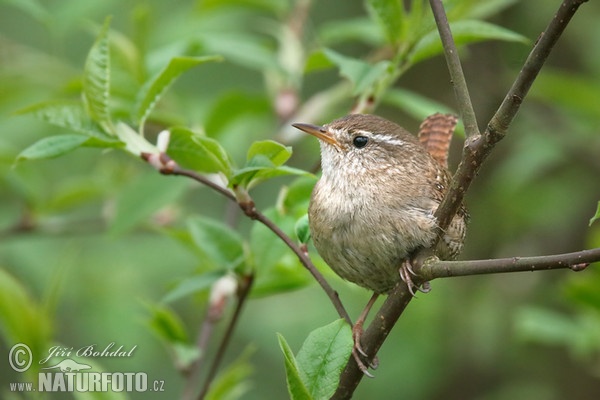 Wren (Troglodytes troglodytes)