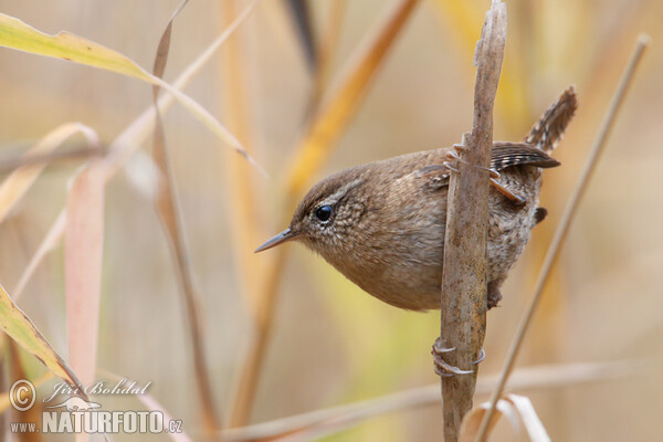 Wren (Troglodytes troglodytes)