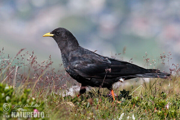 Yellow-billed Chough (Pyrrhocorax graculus)