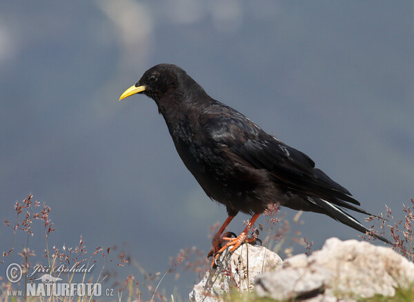 Yellow-billed Chough (Pyrrhocorax graculus)