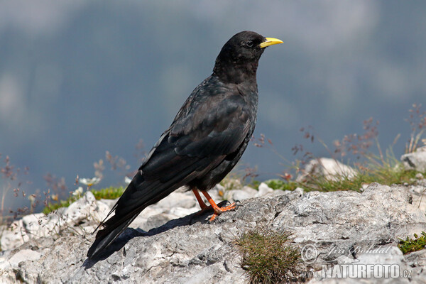 Yellow-billed Chough (Pyrrhocorax graculus)