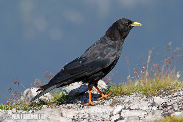 Yellow-billed Chough (Pyrrhocorax graculus)