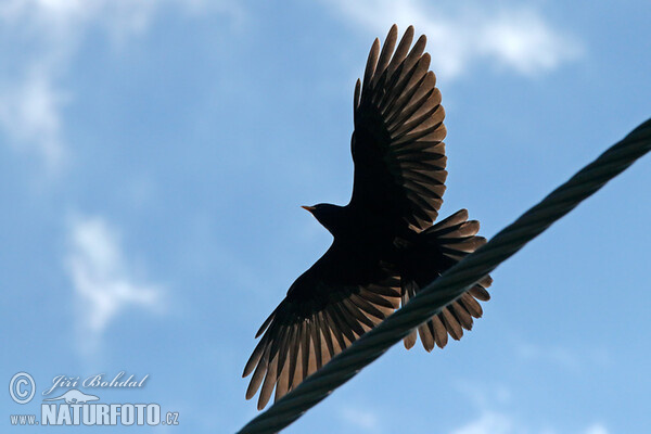 Yellow-billed Chough (Pyrrhocorax graculus)