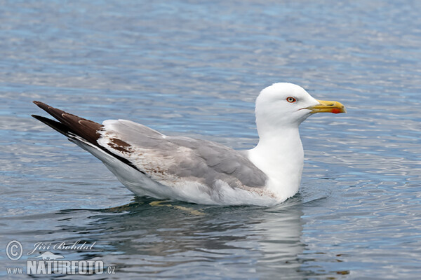 Yellow-legged Gull (Larus michahellis)