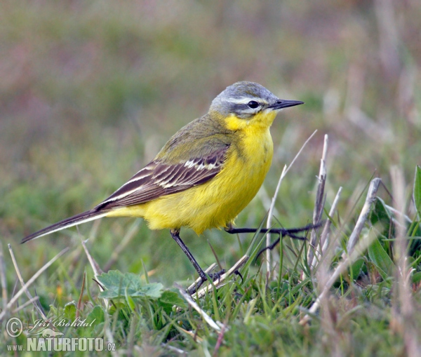 Yellow Wagtail (Motacilla flava)