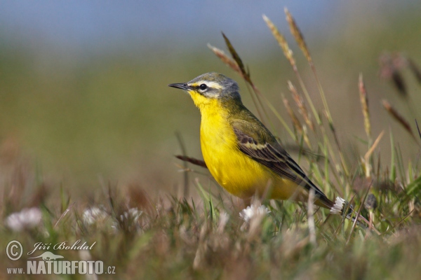 Yellow Wagtail (Motacilla flava)