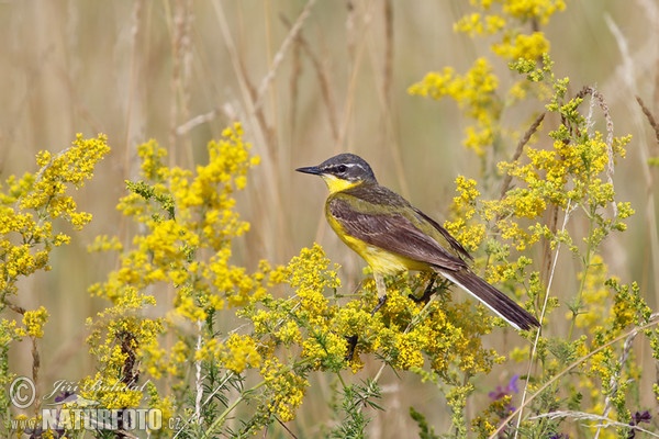 Yellow Wagtail (Motacilla flava)