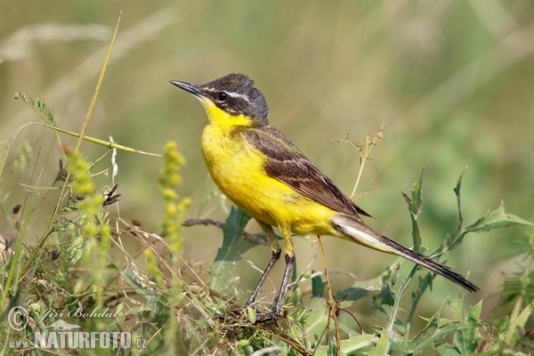 Yellow Wagtail (Motacilla flava)