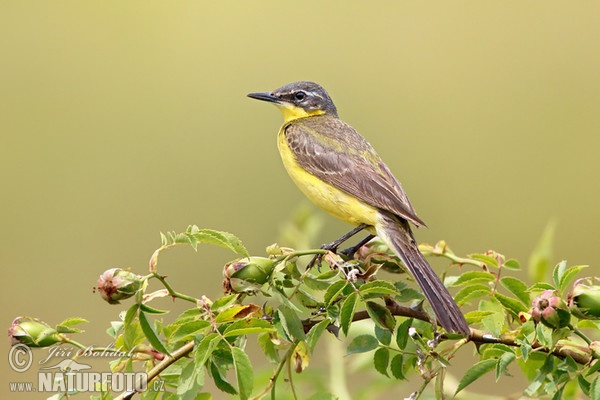 Yellow Wagtail (Motacilla flava)