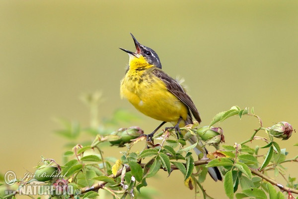 Yellow Wagtail (Motacilla flava)