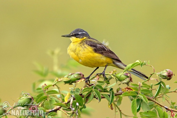 Yellow Wagtail (Motacilla flava)