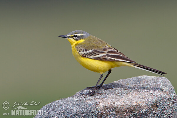 Yellow Wagtail (Motacilla flava)