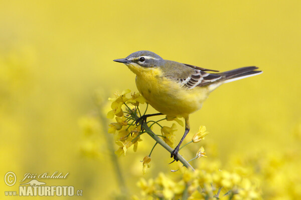 Yellow Wagtail (Motacilla flava)