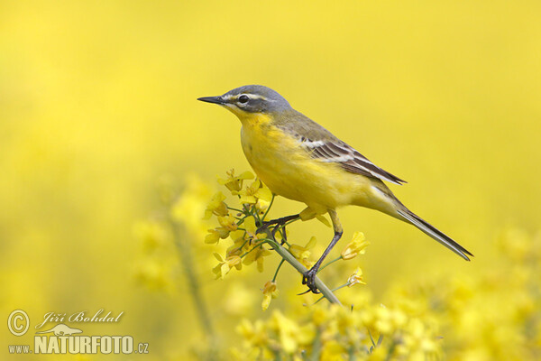 Yellow Wagtail (Motacilla flava)