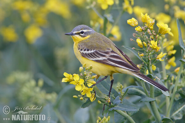 Yellow Wagtail (Motacilla flava)