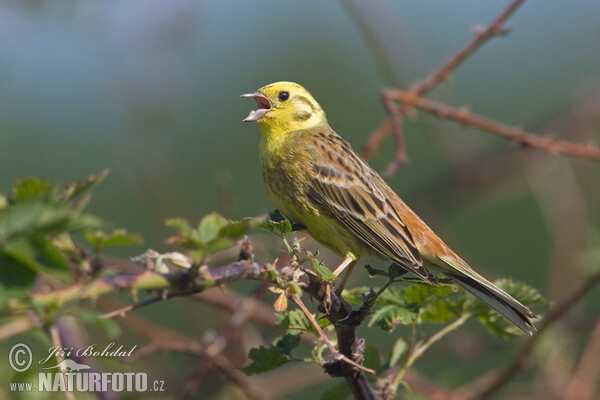 Yellowhammer (Emberiza citrinella)