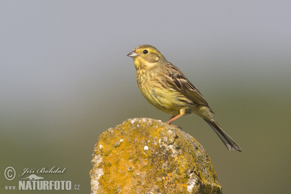 Yellowhammer (Emberiza citrinella)