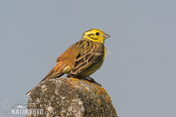 Yellowhammer (Emberiza citrinella)