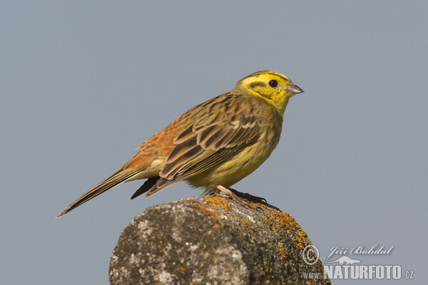 Yellowhammer (Emberiza citrinella)