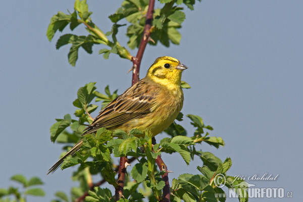 Yellowhammer (Emberiza citrinella)